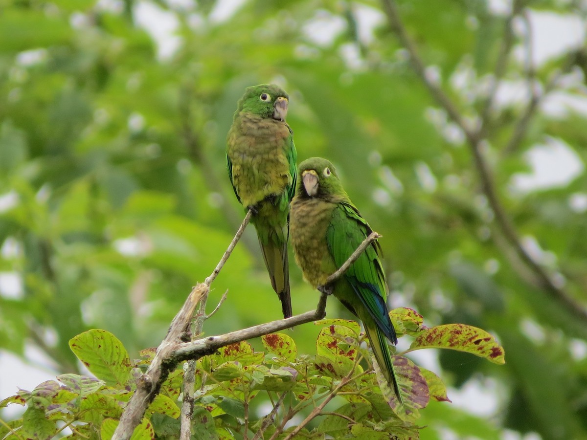 Olive-throated Parakeet - Jessie Stuebner
