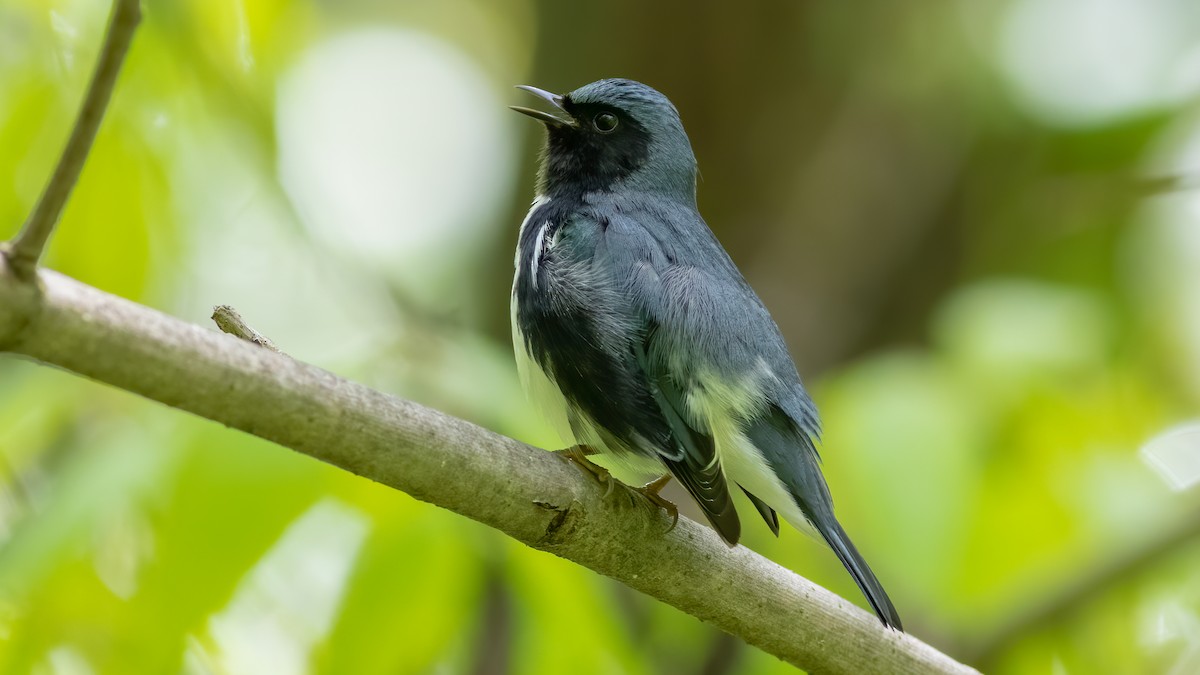 Black-throated Blue Warbler - Foster Wang