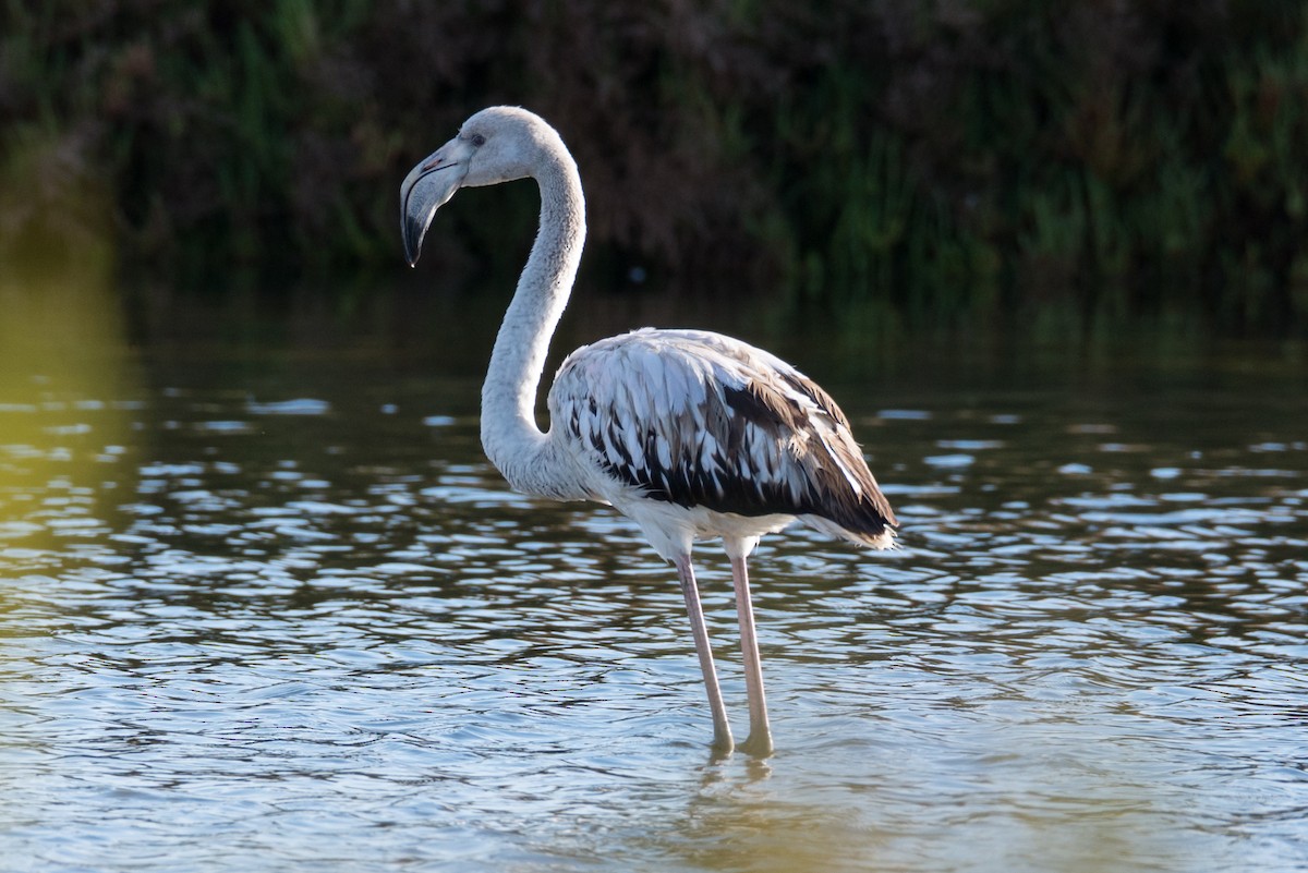 Greater Flamingo - Toni Pons