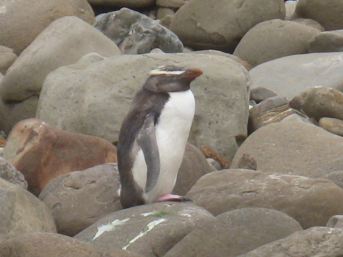Fiordland Penguin - Bryan Brown