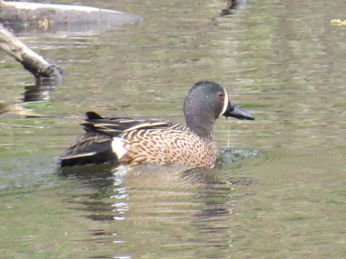 Blue-winged Teal - ML330160501