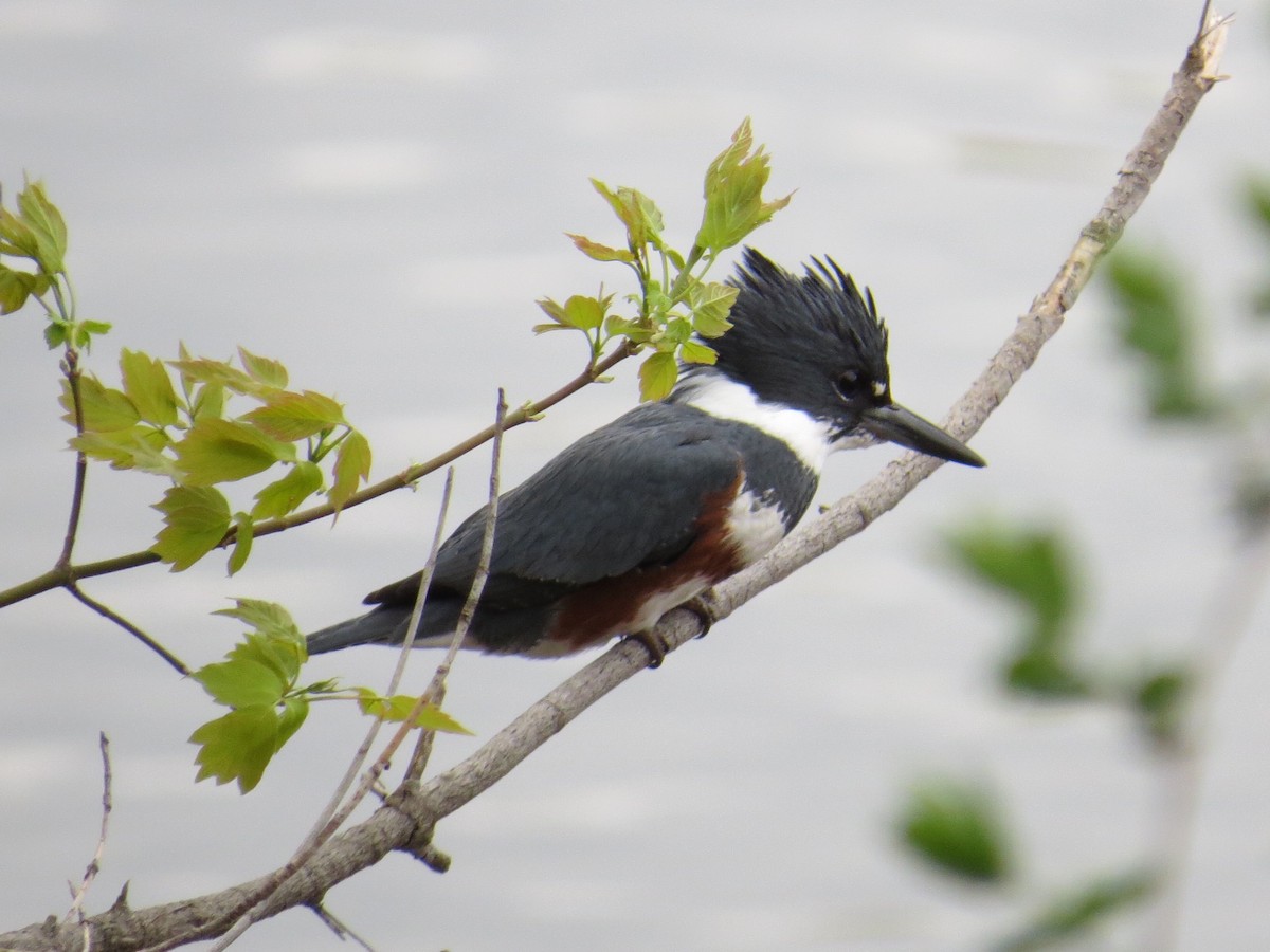 Belted Kingfisher - ML330161321