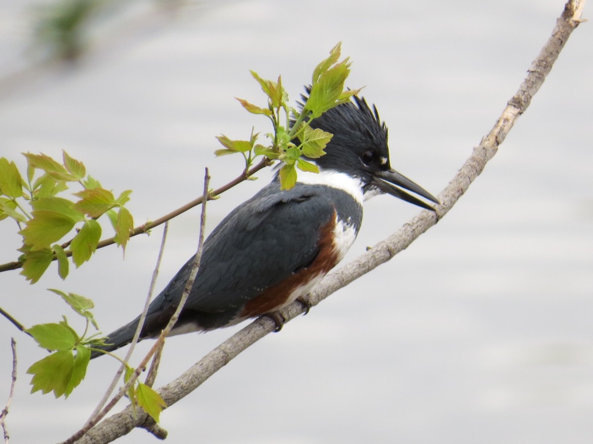 Belted Kingfisher - Brian Roberts