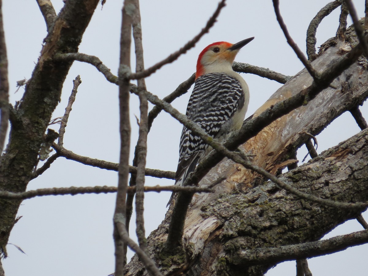 Red-bellied Woodpecker - ML330161701