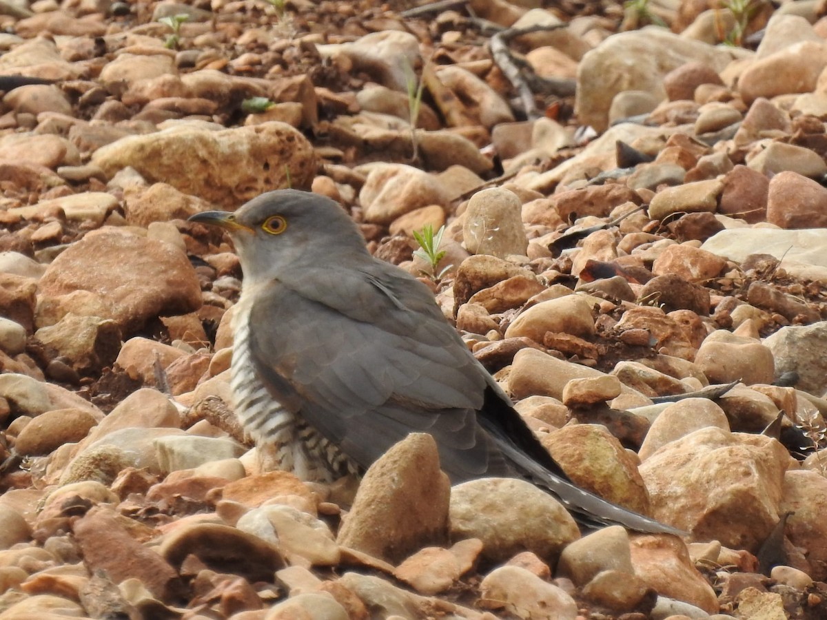 Common Cuckoo - Jose Vicente Navarro San Andrés