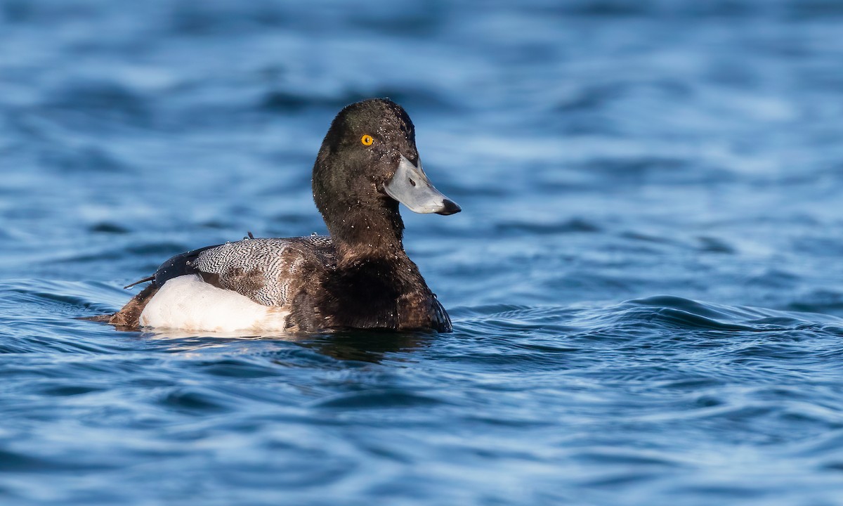 Greater Scaup - Cesar Ponce