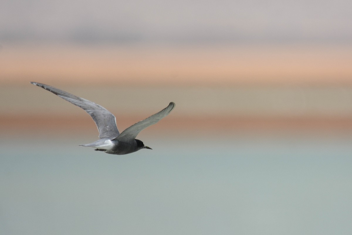 Black Tern - Itamar Donitza