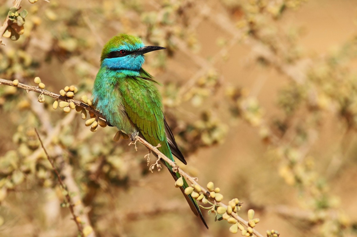 Arabian Green Bee-eater - ML330176531