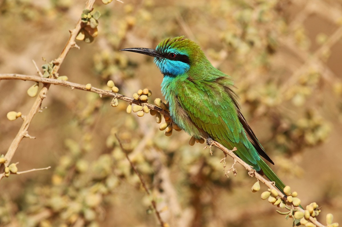 Arabian Green Bee-eater - ML330176541