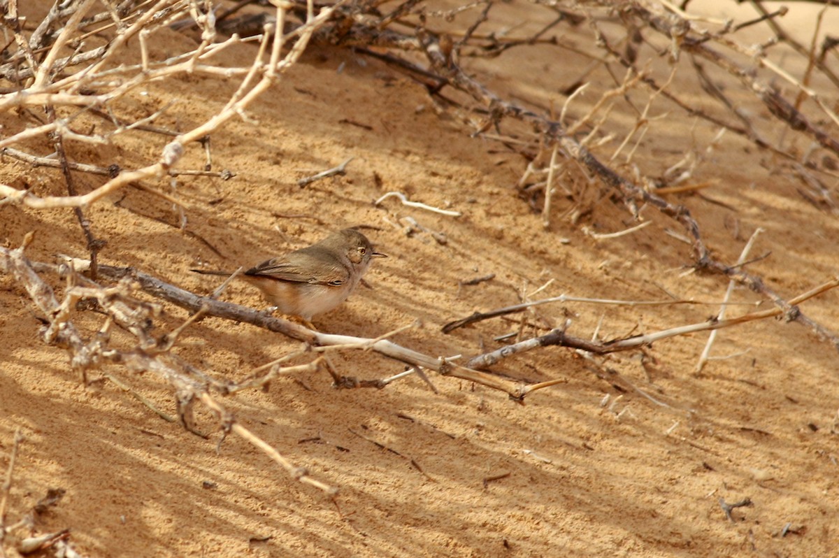 Asian Desert Warbler - ML330176611