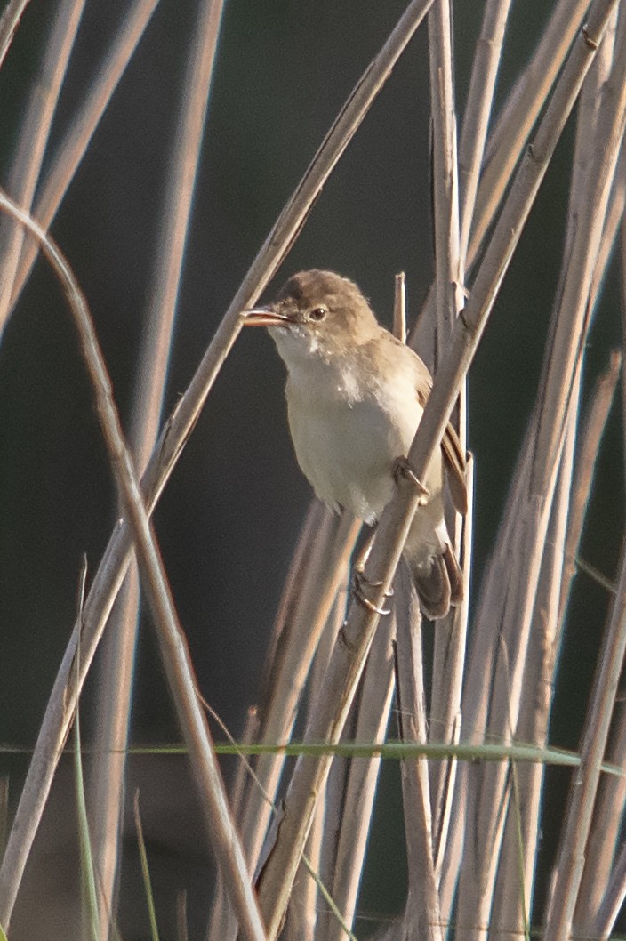 Common Reed Warbler - ML330181611