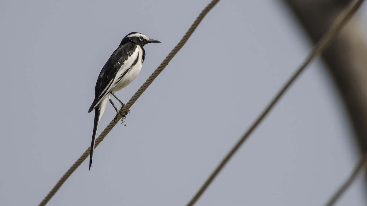 White-browed Wagtail - ML330182831