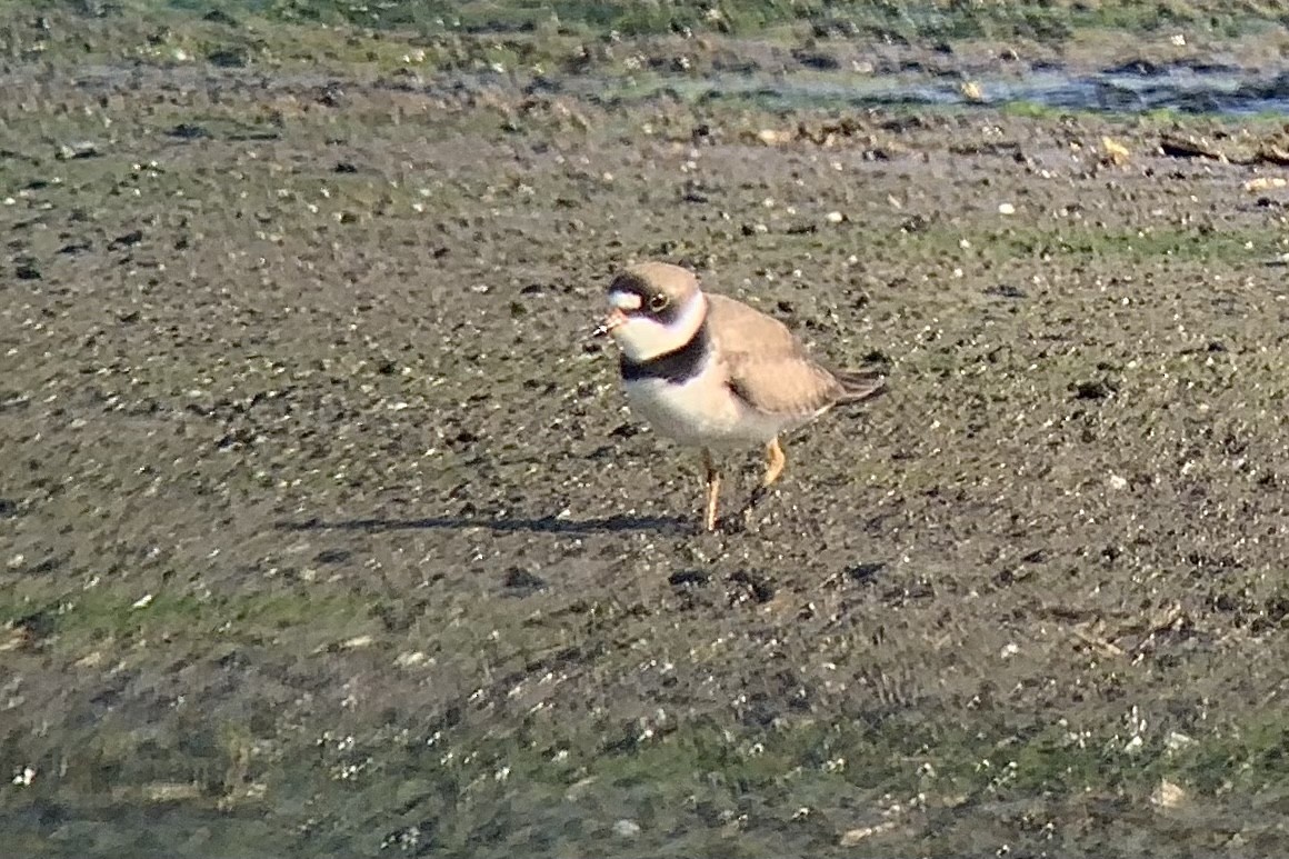 Semipalmated Plover - ML330193041