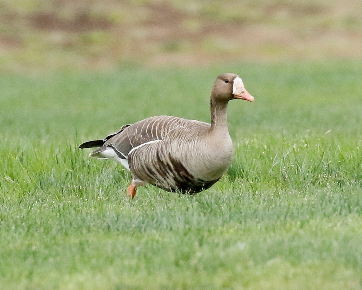 Greater White-fronted Goose - Tito Gonzalez