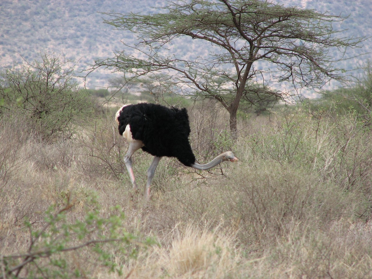 Somali Ostrich - ML330201361