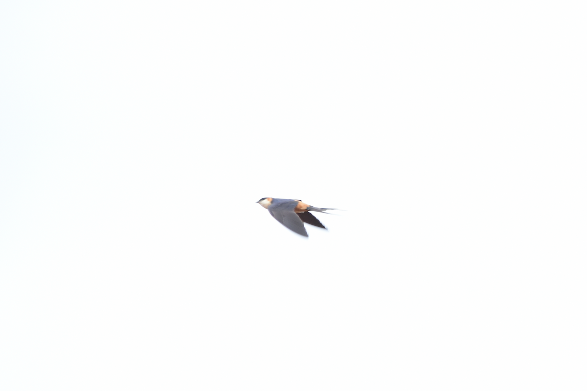 Red-rumped Swallow - ML330205871