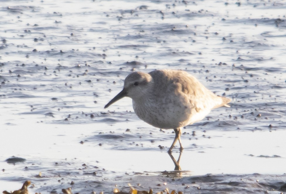 Red Knot - ML330209351