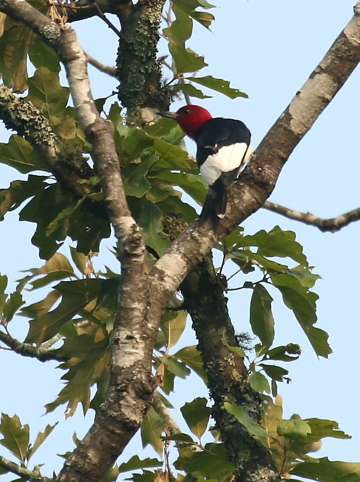 Red-headed Woodpecker - Michael Woodruff