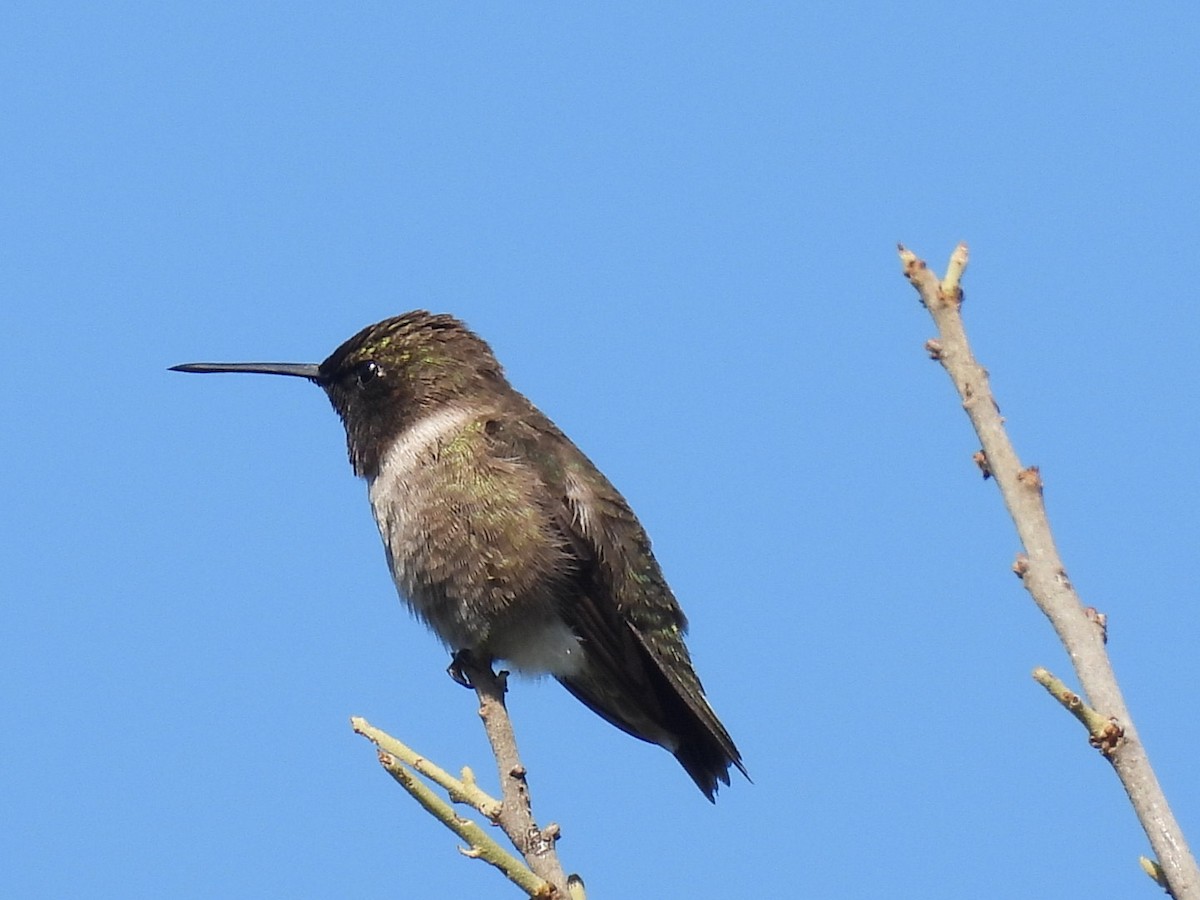 Black-chinned Hummingbird - ML330212731