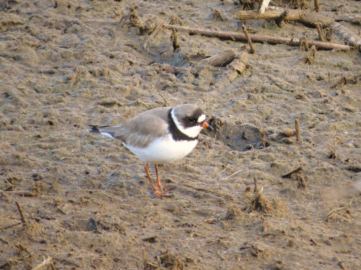 Semipalmated Plover - Chris Anderson