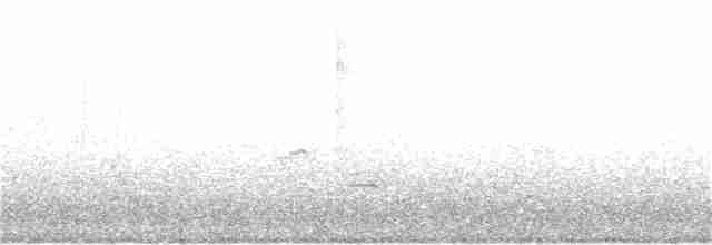 Râle tapageur (saturatus/scottii) - ML330214581