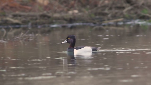 Ring-necked Duck - ML330221041