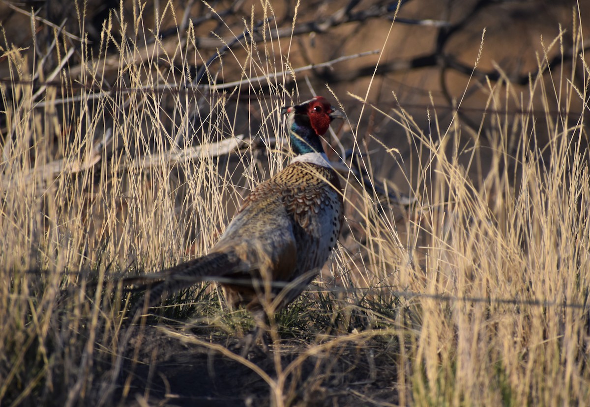 Ring-necked Pheasant - alex bell