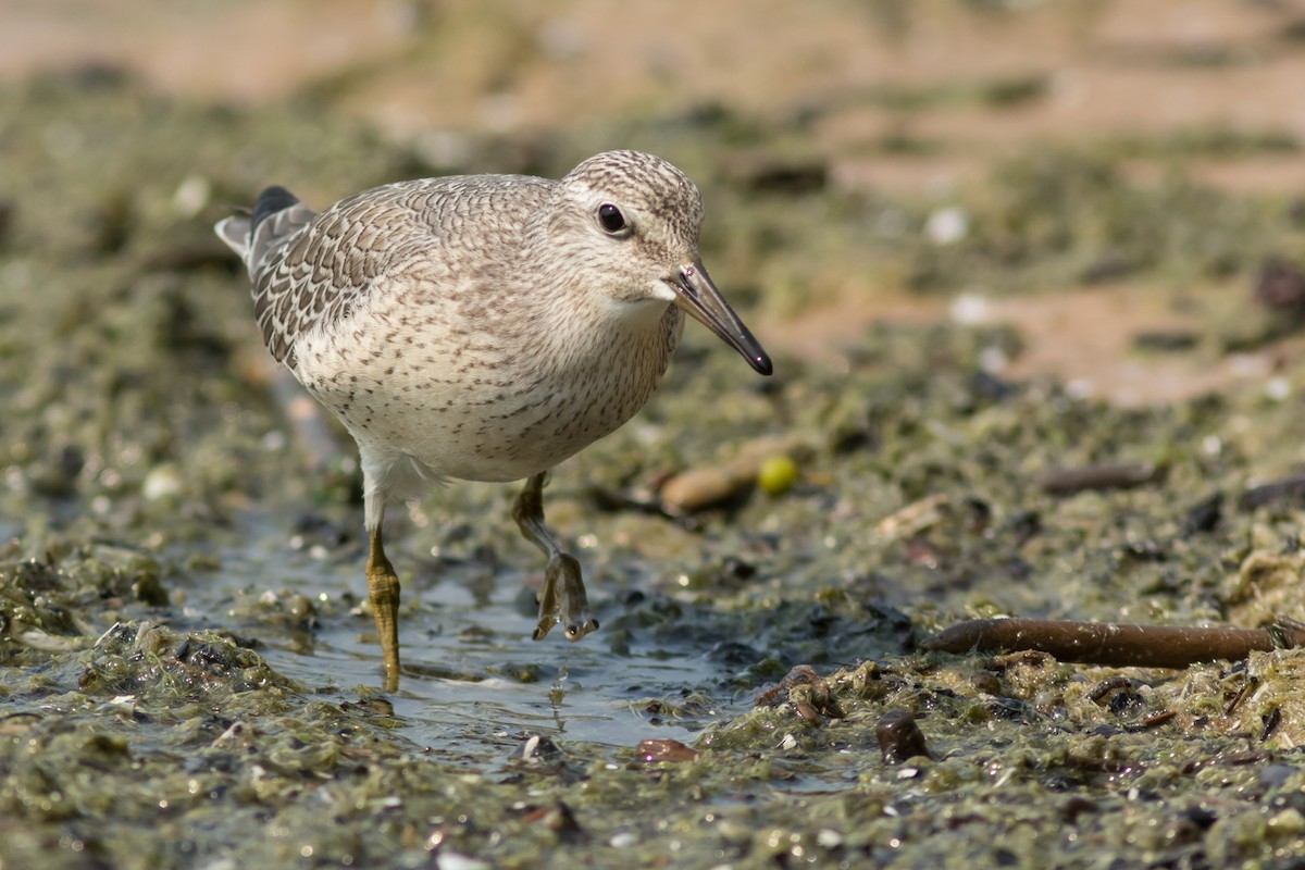 Red Knot - ML33022311