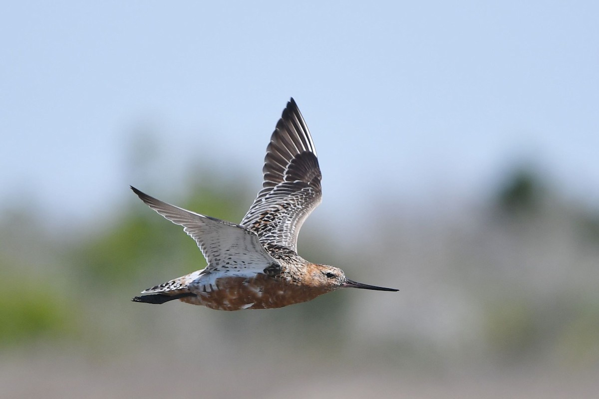 Bar-tailed Godwit - Matt Spangler