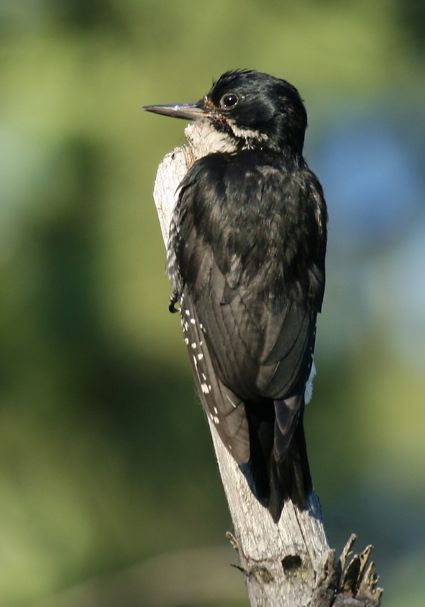Black-backed Woodpecker - Michael Woodruff