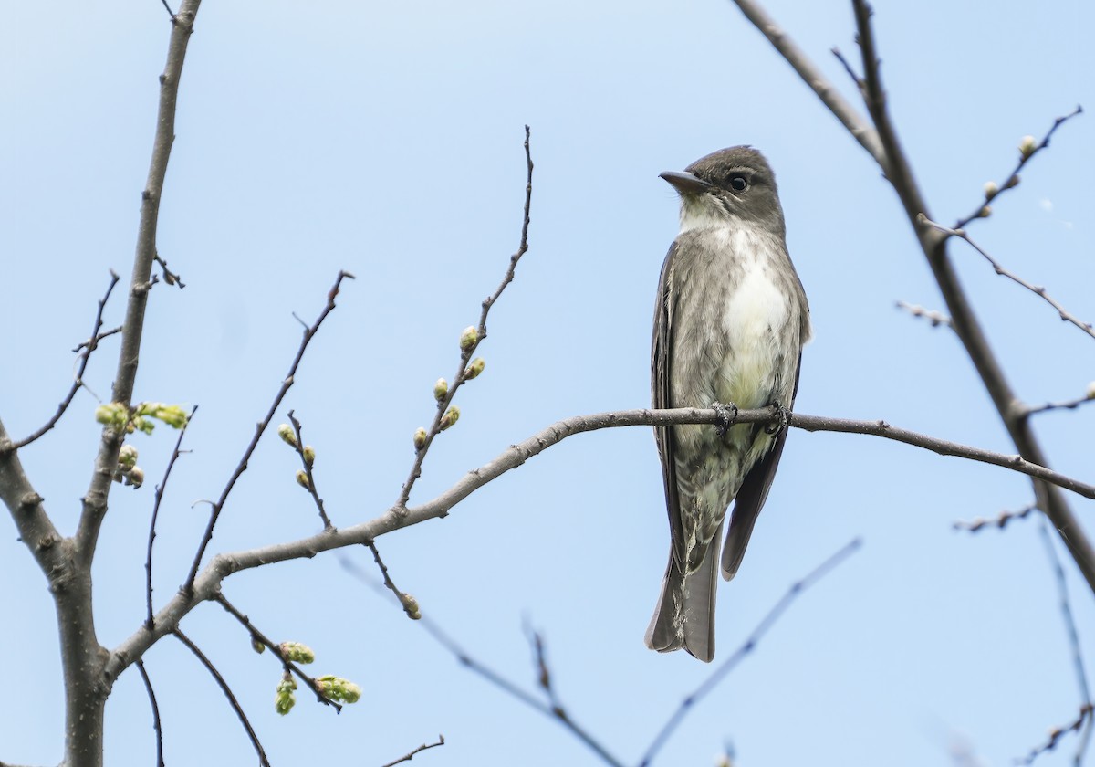 Olive-sided Flycatcher - Anonymous