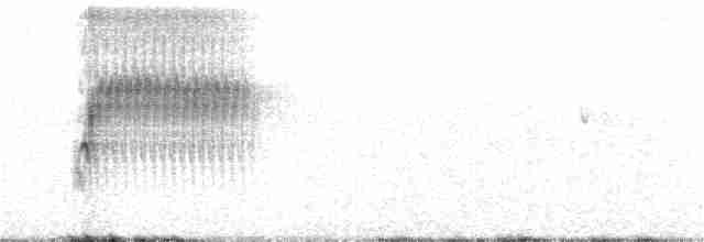 Тауї плямистий - ML330235381
