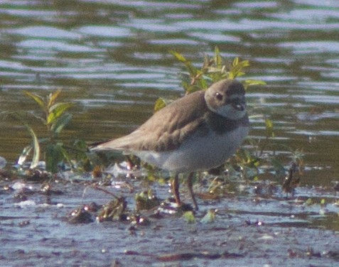 Semipalmated Plover - ML330248651