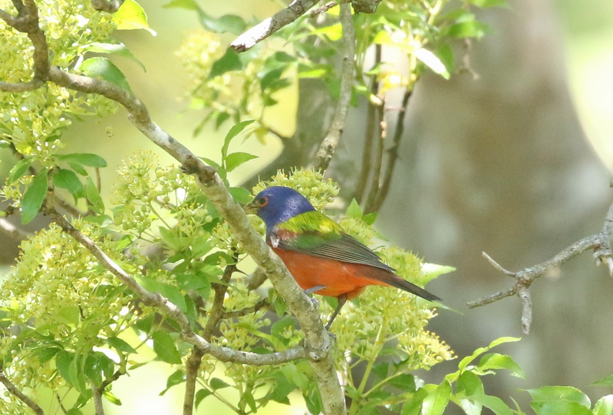Painted Bunting - ML330260791