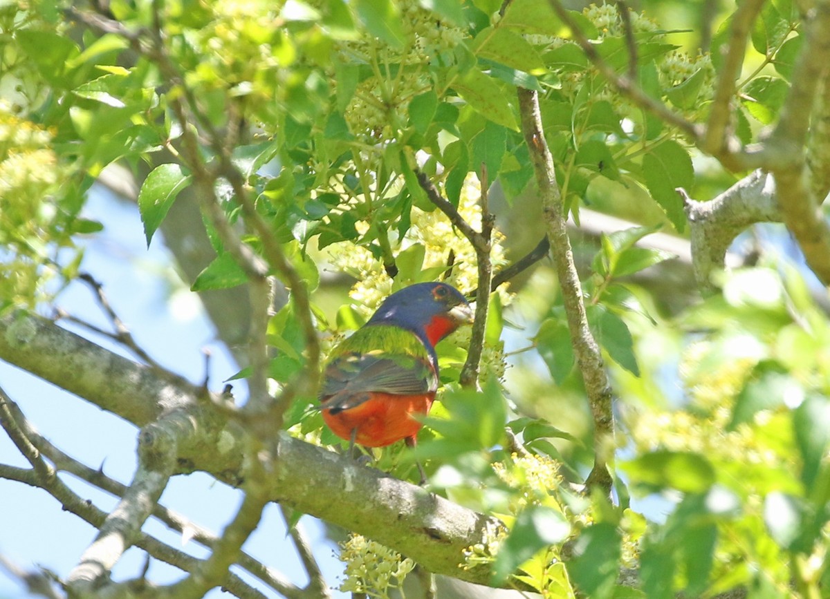 Painted Bunting - ML330260801