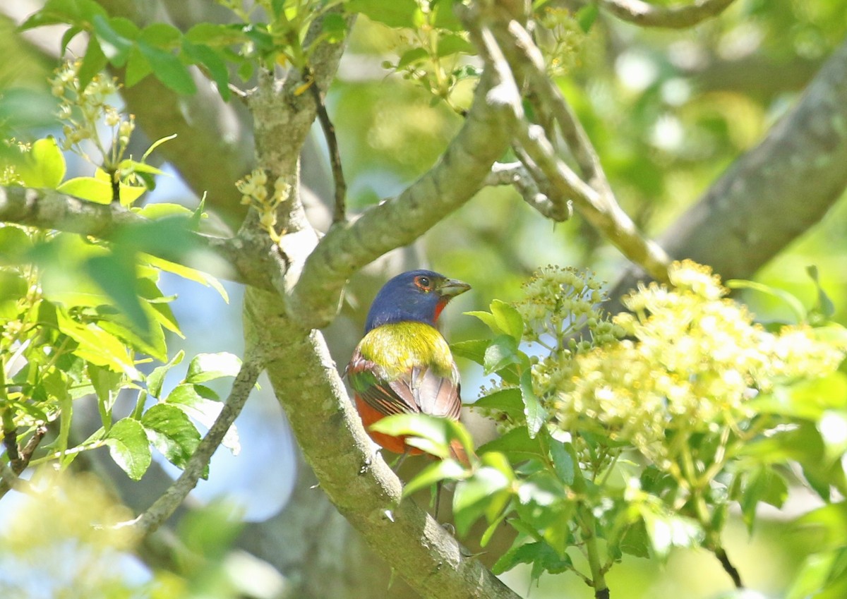 Painted Bunting - ML330260831