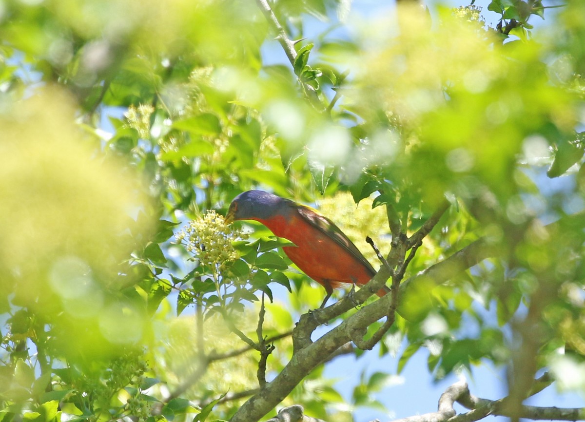 Painted Bunting - ML330260841