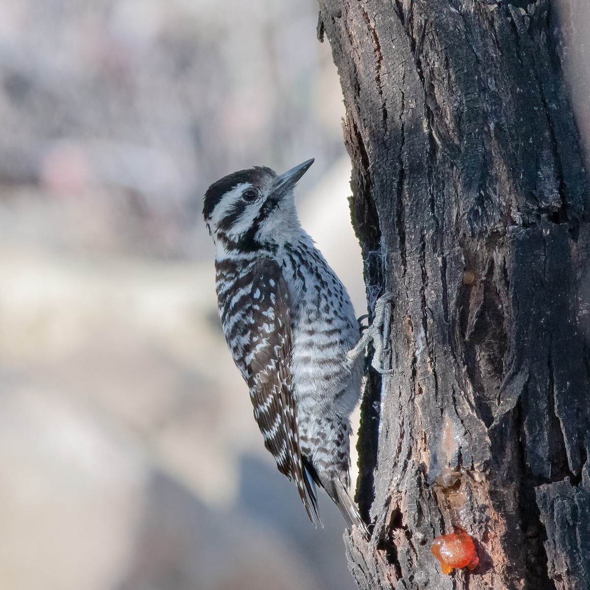Ladder-backed Woodpecker - Ron Riley