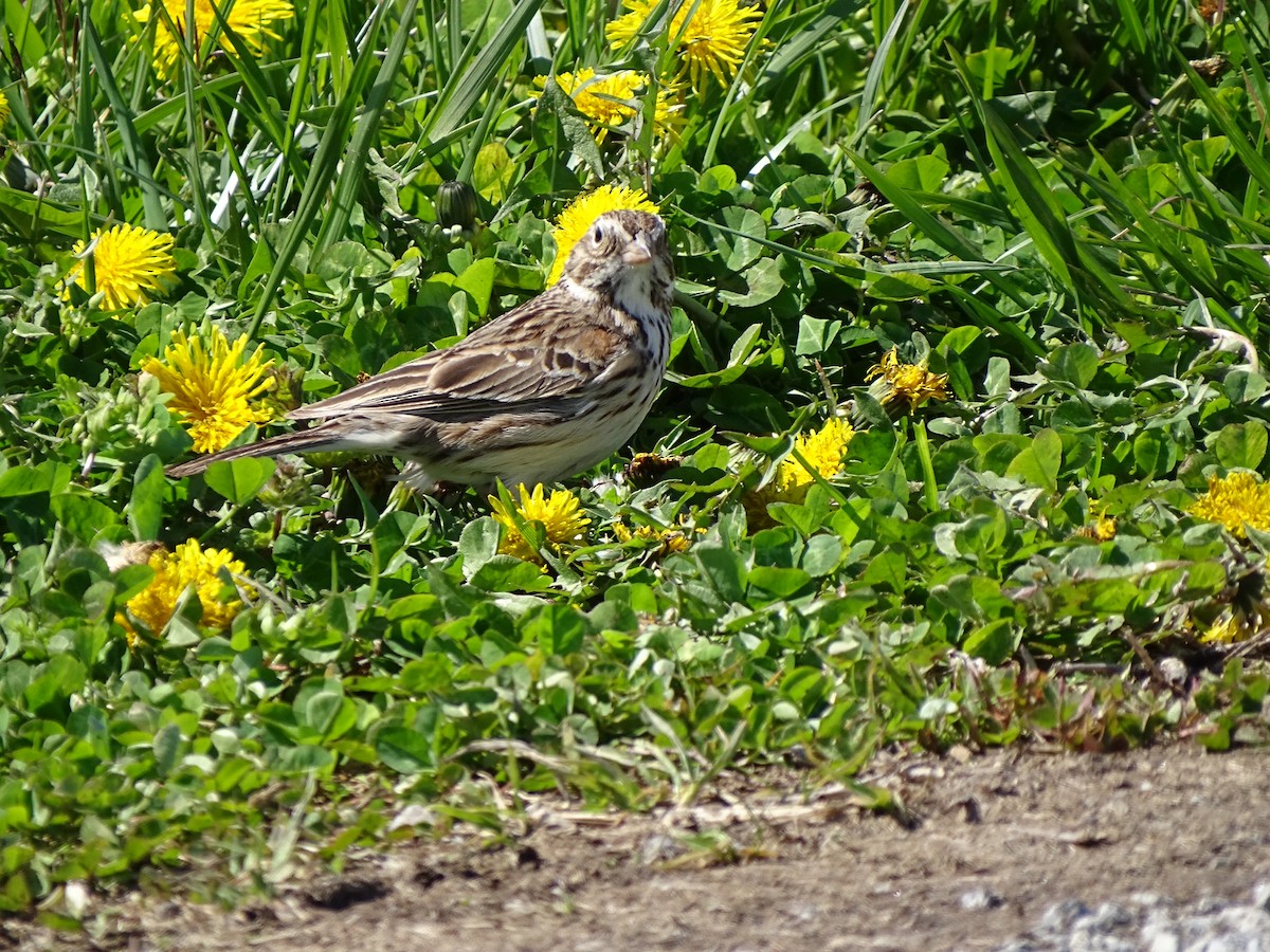 Vesper Sparrow - ML330265261