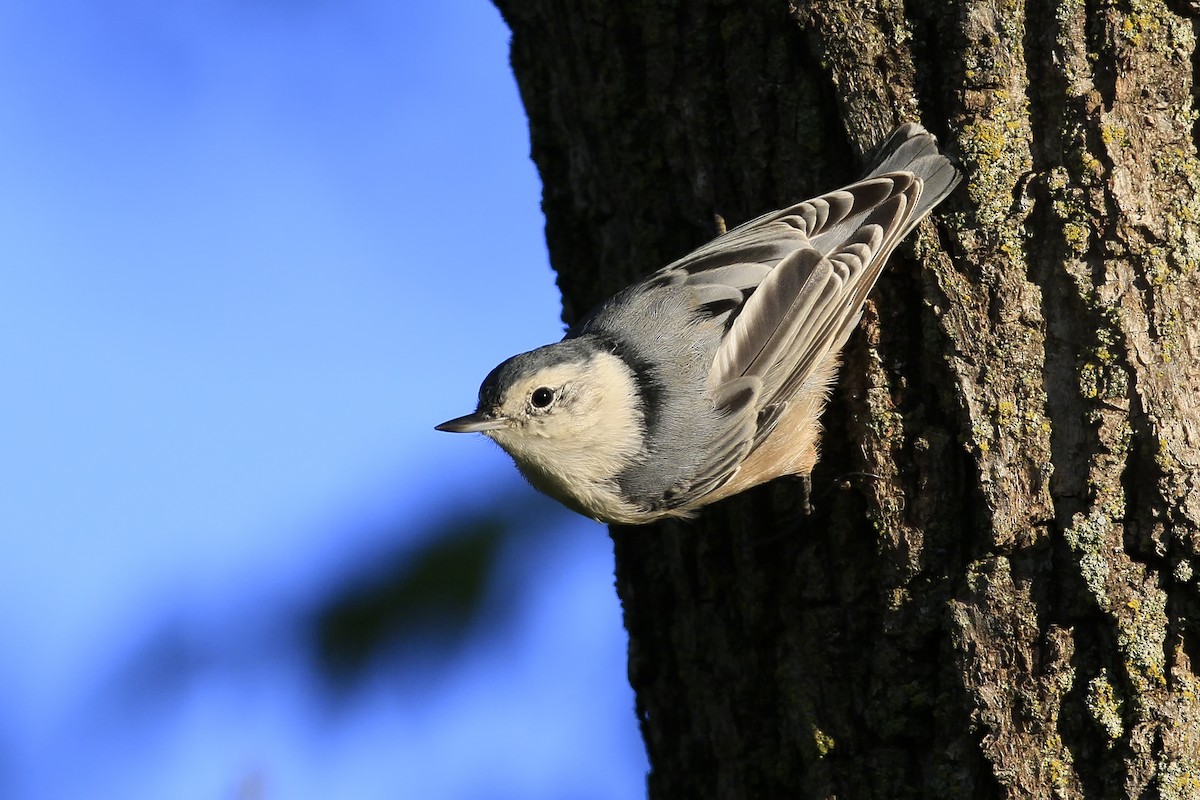 White-breasted Nuthatch - Don Blecha