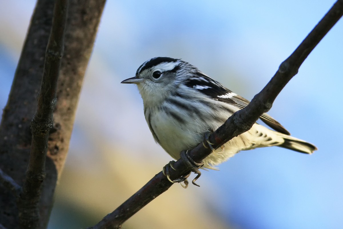 Black-and-white Warbler - ML33026711