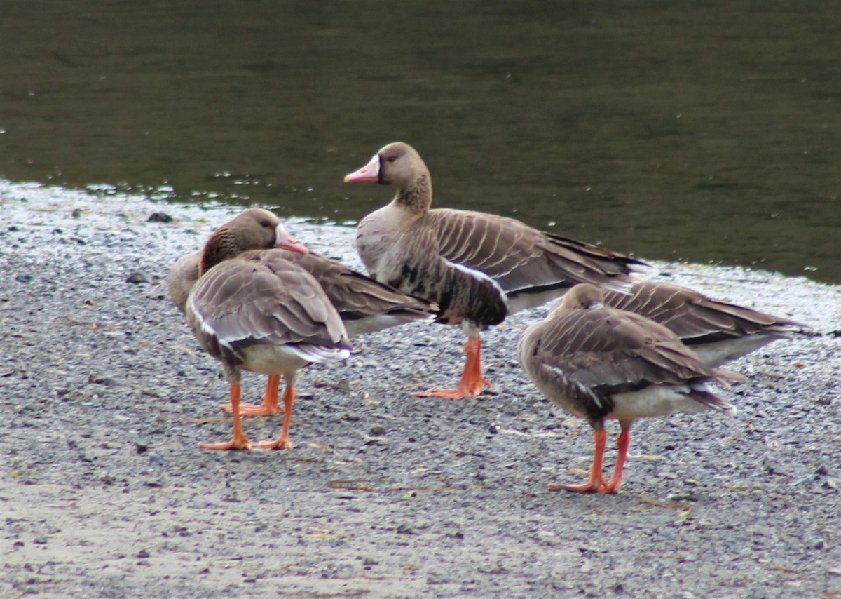 Greater White-fronted Goose - ML330268081