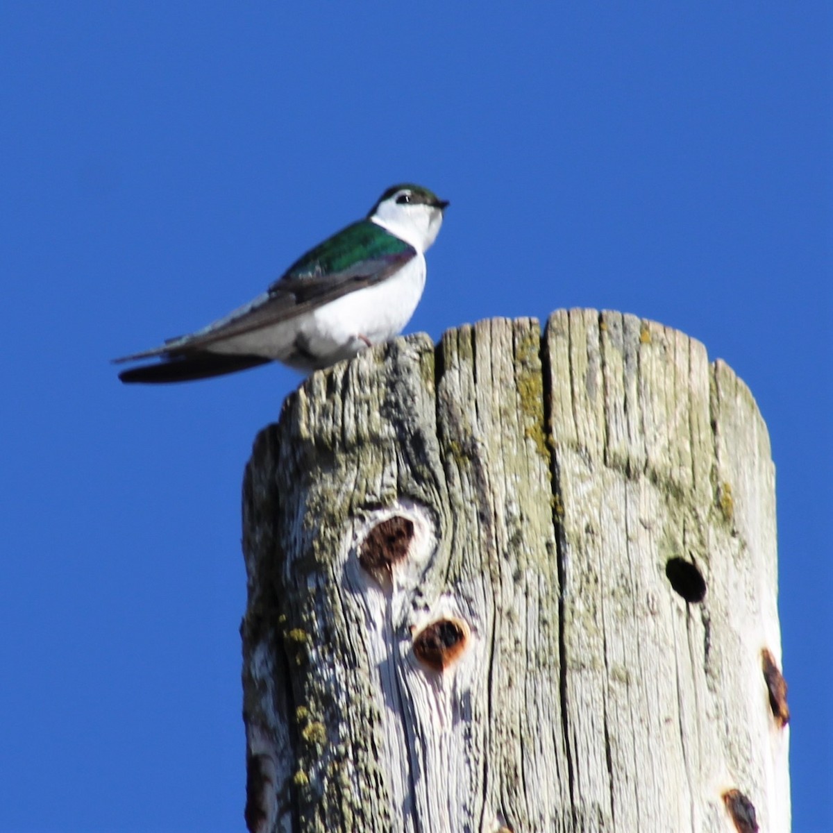 Violet-green Swallow - ML330268481