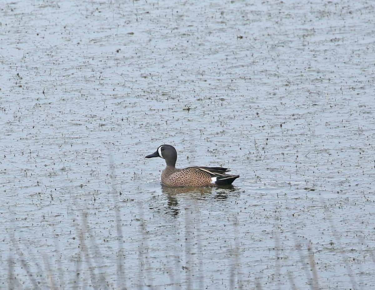 Blue-winged Teal - ML330278691
