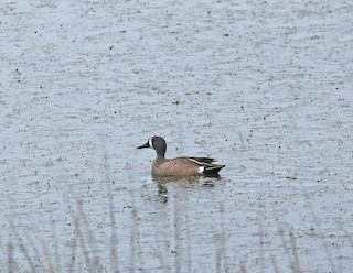 Blue-winged Teal, ML330278691