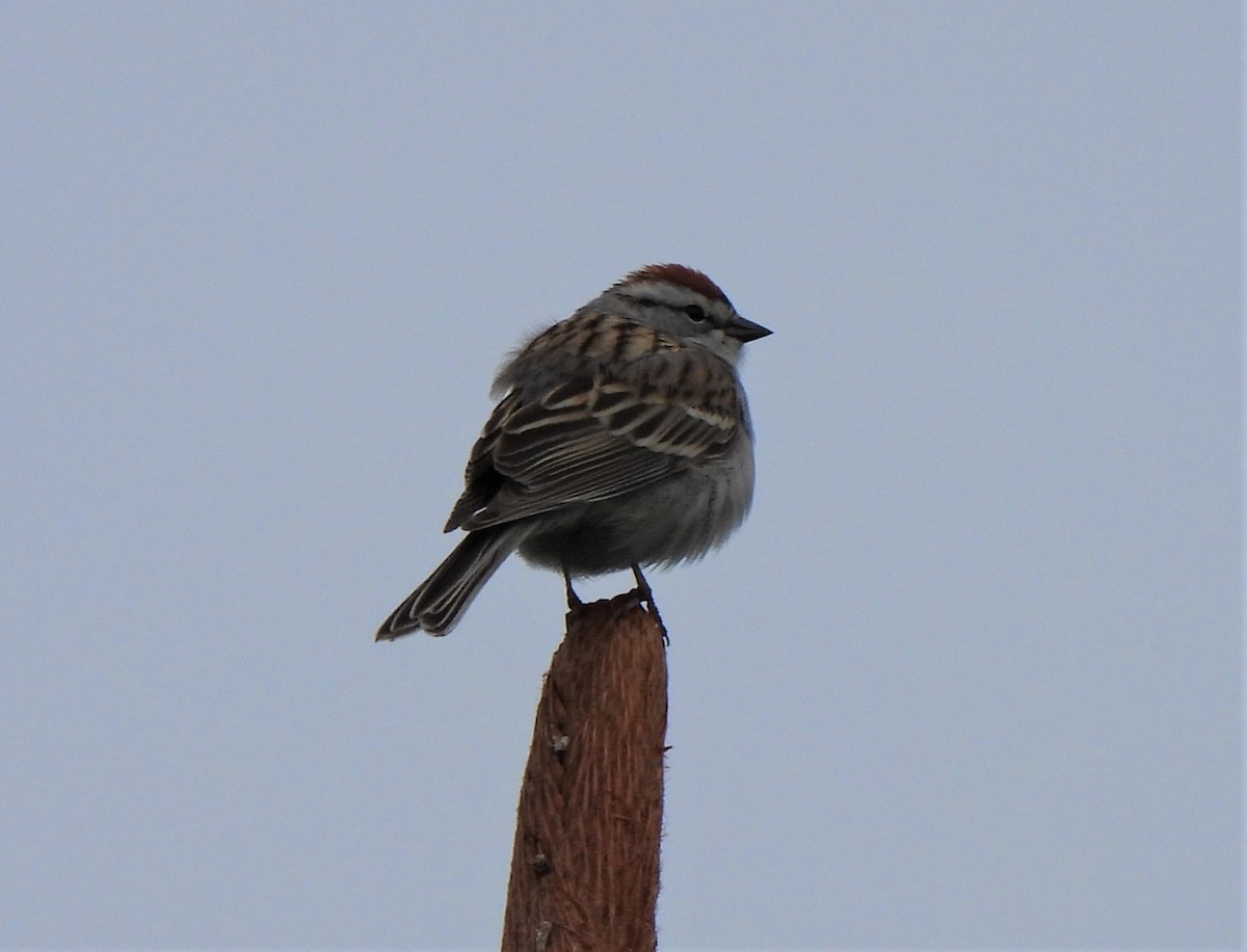 Chipping Sparrow - ML330282101