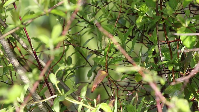 ハシナガヌマミソサザイ（palustris グループ） - ML330283521