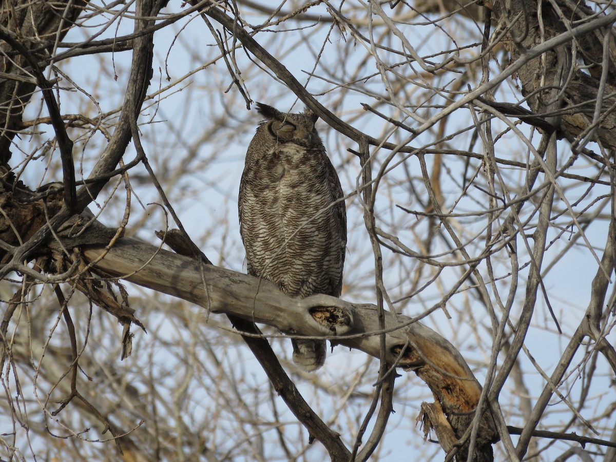 Great Horned Owl - ML330284741