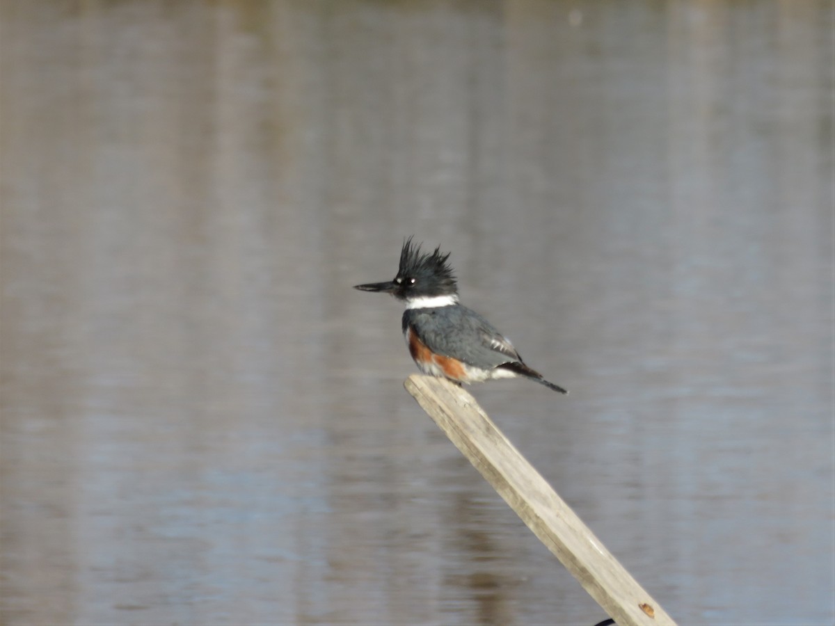 Belted Kingfisher - ML330284851
