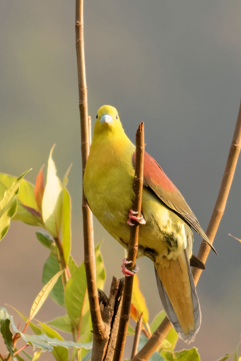 Wedge-tailed Green-Pigeon - Able Lawrence